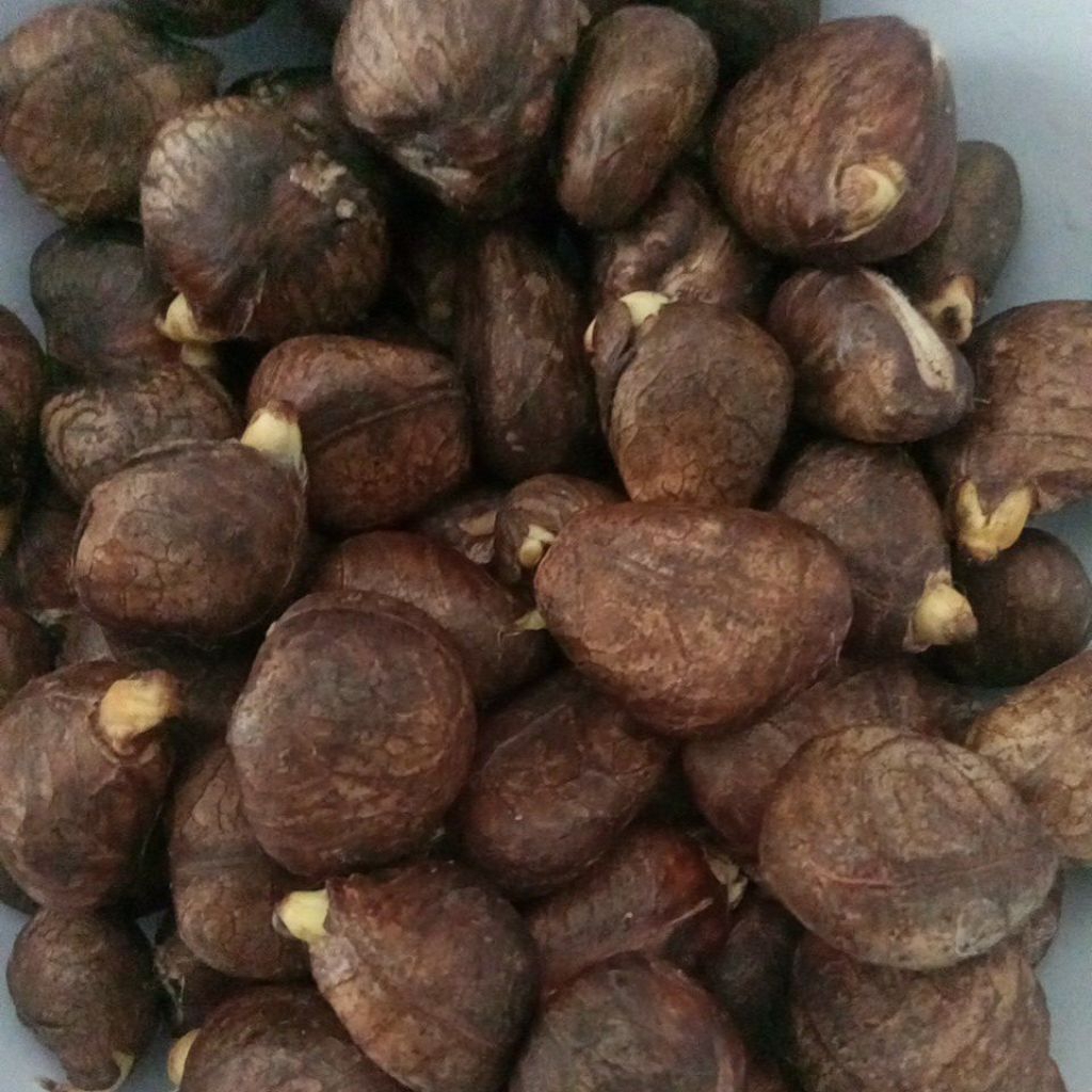 Biji Kluwih 1Kg Segar