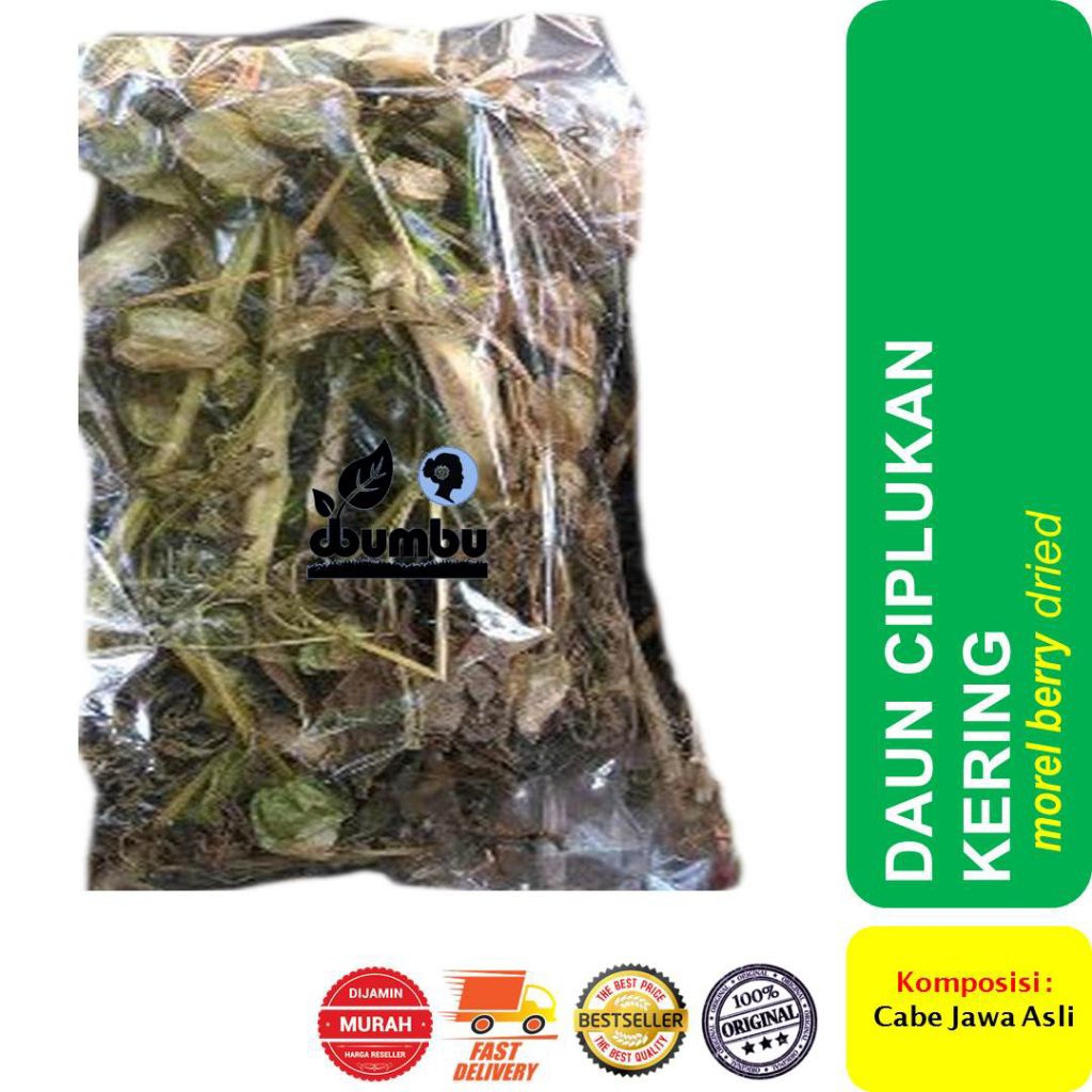 daun ciplukan 1kg original
