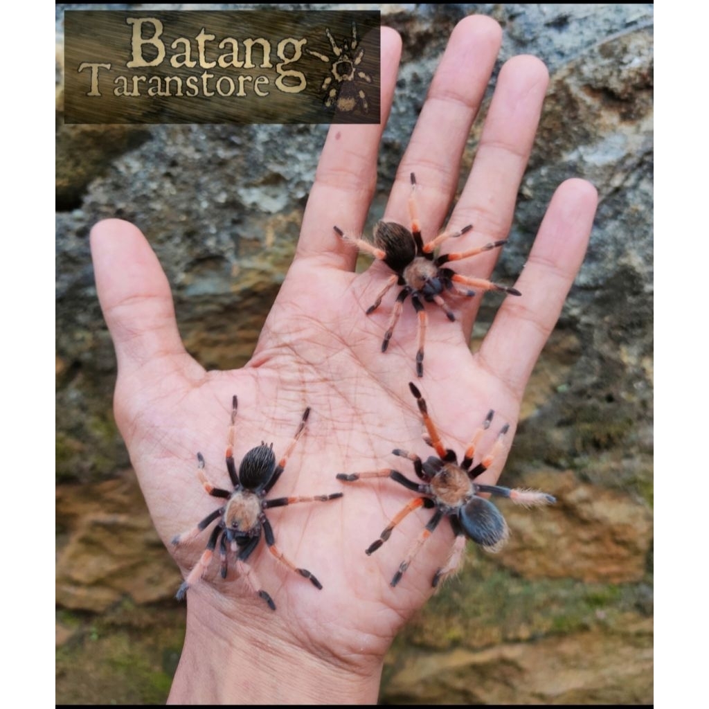 Brachypelma boehmei juve (pakan ikan)