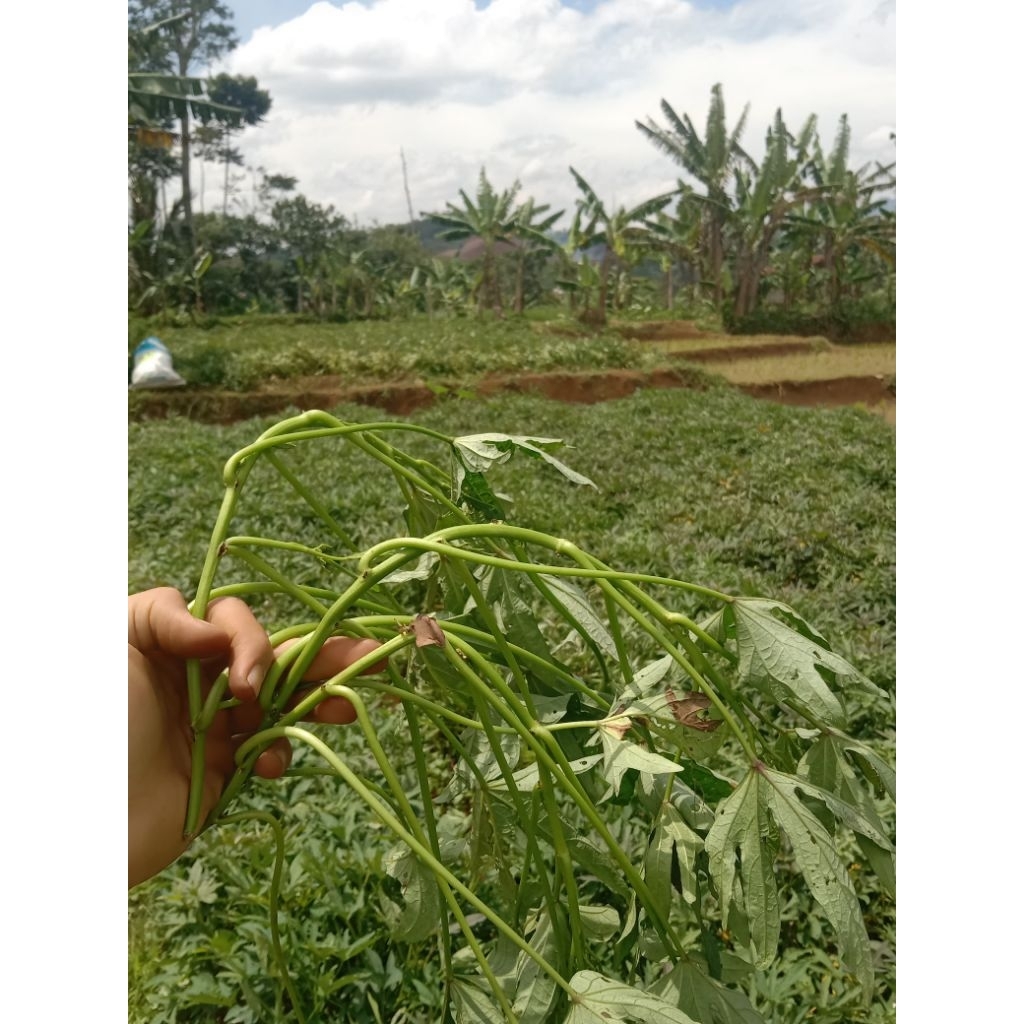 bibit ubi madu cilembu