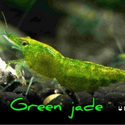 ( O ) Udang hias Neocardina - udang hias air tawar