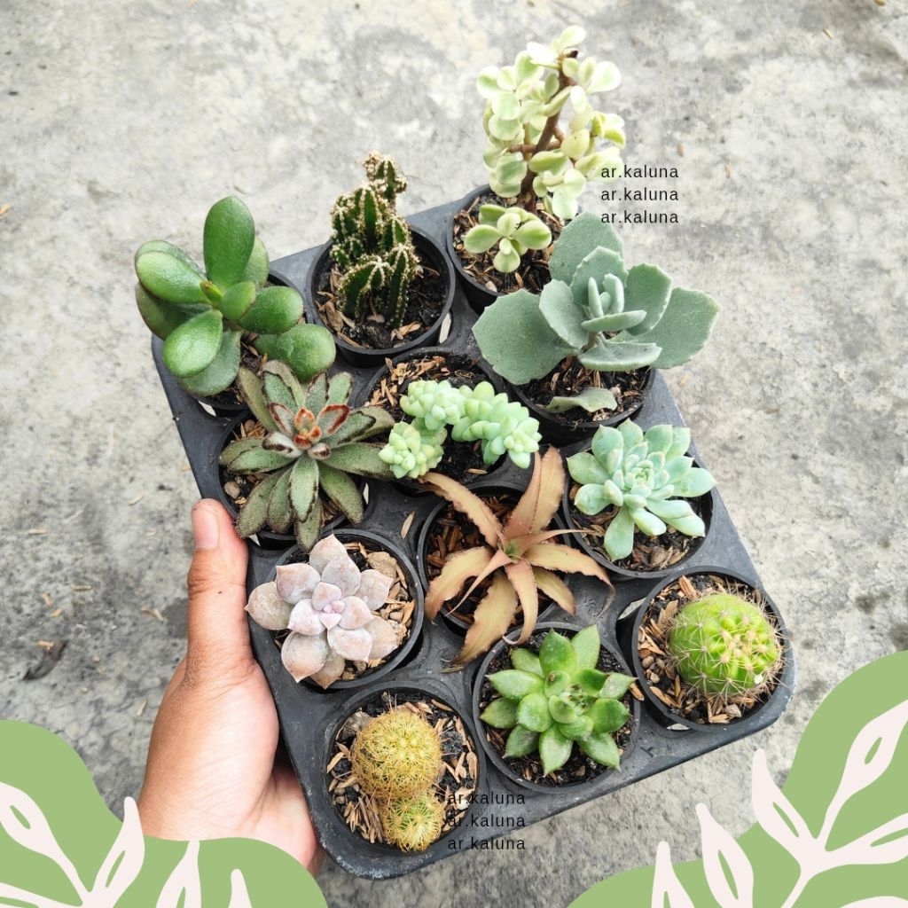 PAKET 12 pcs pot 5 cm Mini Sukulen kaktus tanaman hidup