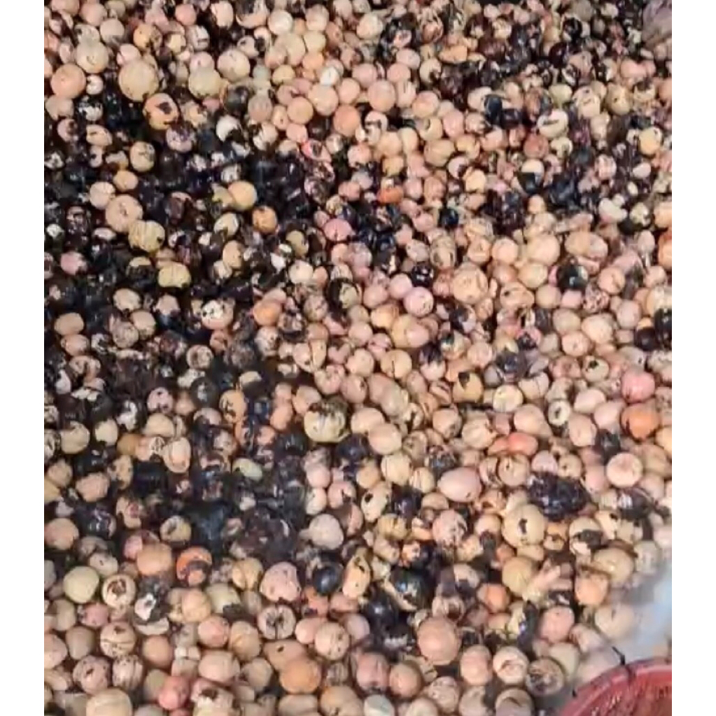 Biji alpukat siap semai