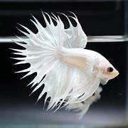 ikan cupang crowntail