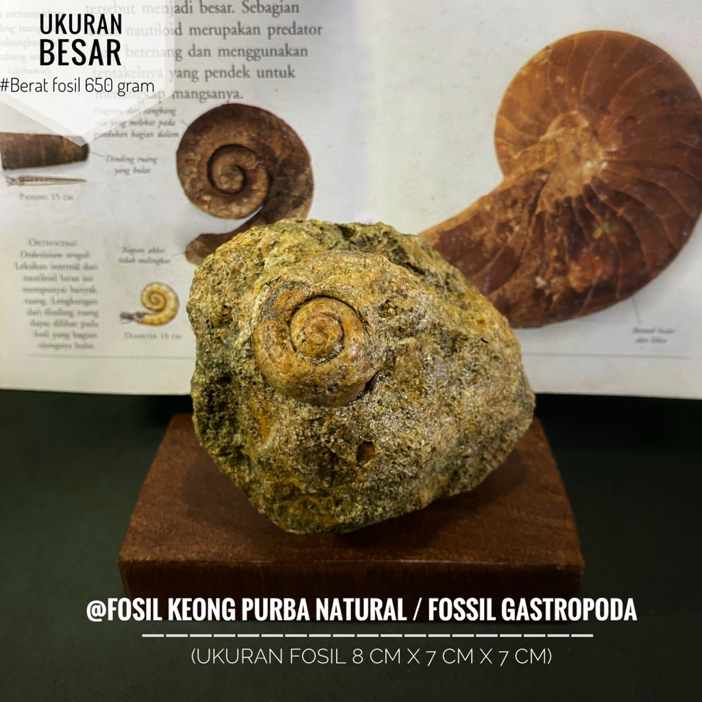Bongkahan Fosil Keong Purba Natural B93 atau Fossil Gastropoda atau Fosil Kol Buntet Alam atau Fossi