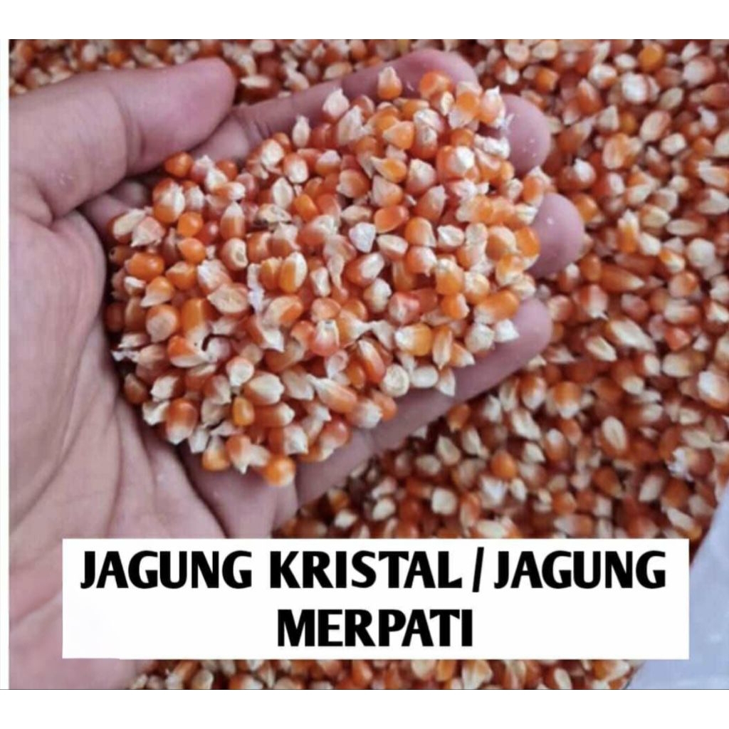 JAGUNG GOTER JAGUNG KRISTAL JAGUNG PAKAN BURUNG JAGUNG KECIL