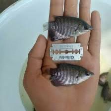 BIBIT GURAME SEMARANG (UKURAN SILET) (50EKOR)