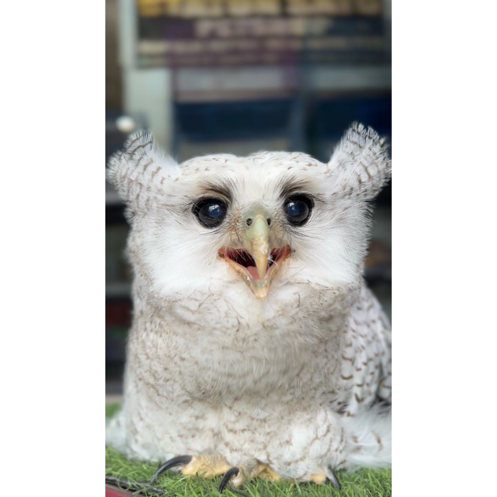 Bubo sumatranus burung hantu bubo