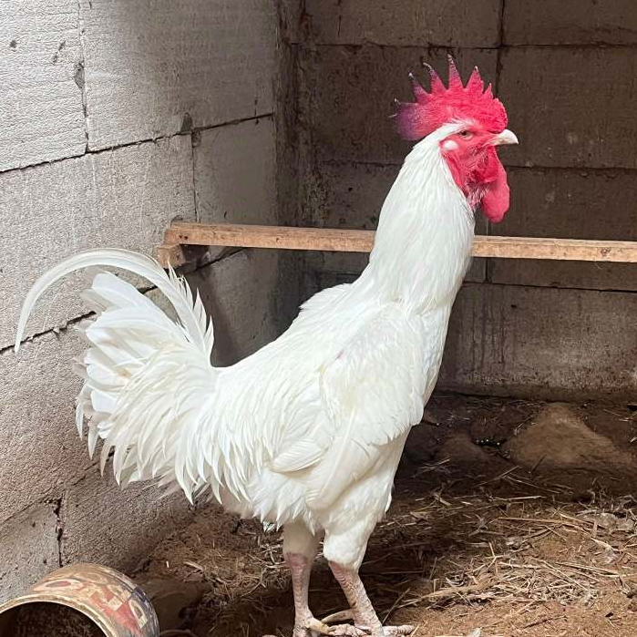 Telur Ayam Pelung Brumbun Putih Untuk Ditetaskan Fertil