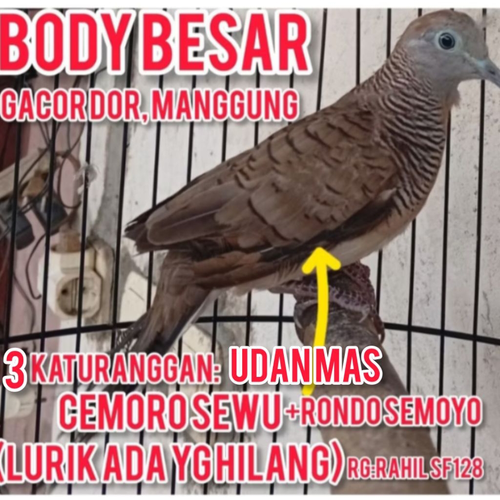 perkutut alam GacorDOR 3KATURANGGAN:UDAN MAS+CemoroSEWU+RondoSEMOYO,rg:128