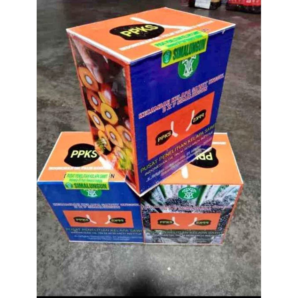 bibit kecambah sawit SIMALUNGUN Kwalitas Unggul