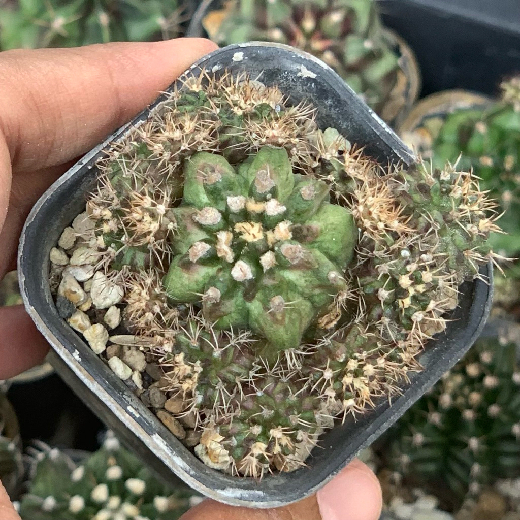 gymno tlux hybrid cluster kaktus gymnocalycium miha mihanovichii t series tanaman hias hidup gurun t