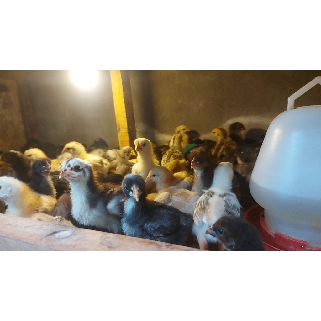 Anak Ayam Kampung Pedaging 10 ekor/DOC Ayam Kampung Pedaging/Bibit Ayam Kampung Unggul Pedaging Berk