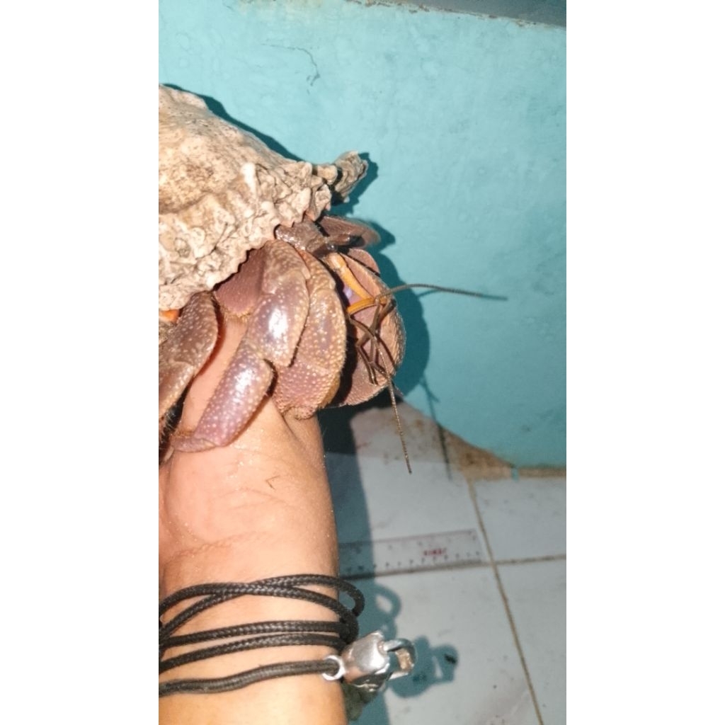 kelomang hiasan meja kelomang brevimanus jumbo ukuran 13cm