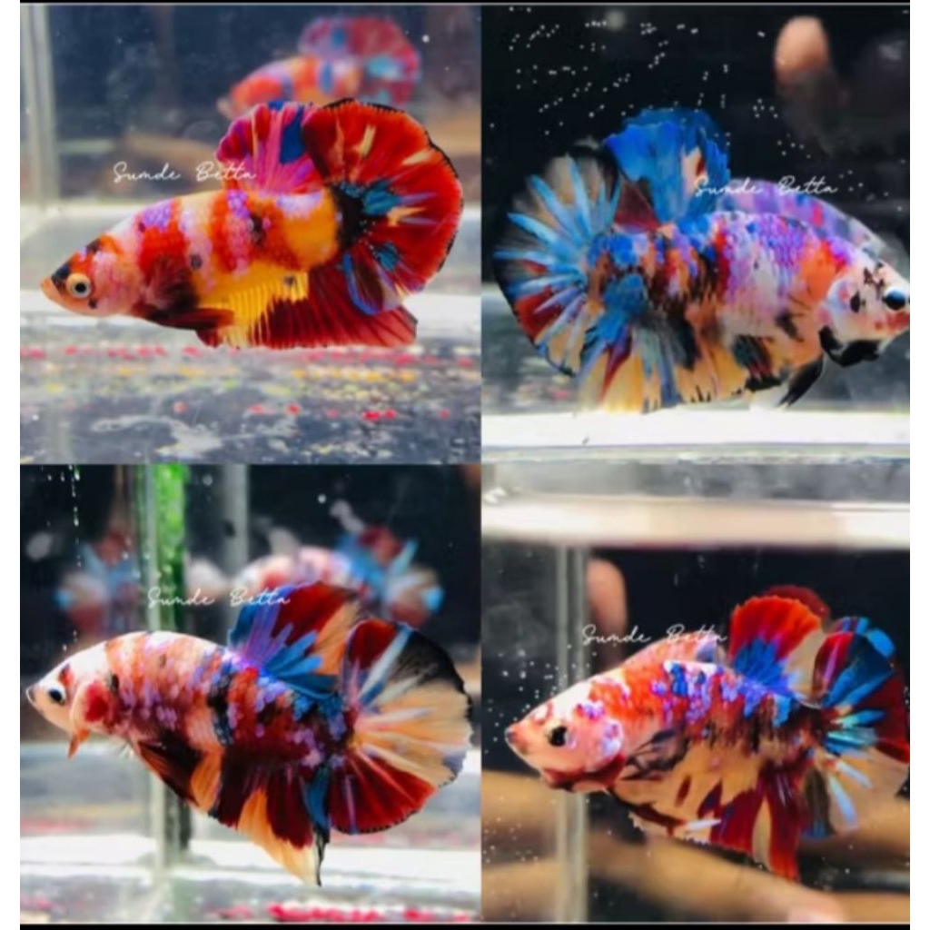 cupang multicolour / hiasan aquarium
