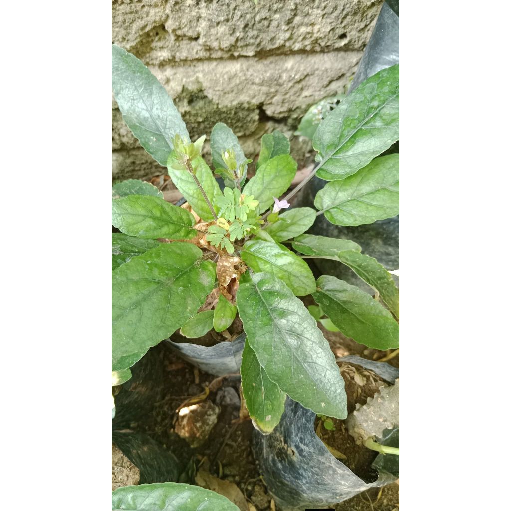 Gempur Batu/tanaman herbal /berbagai manfaat