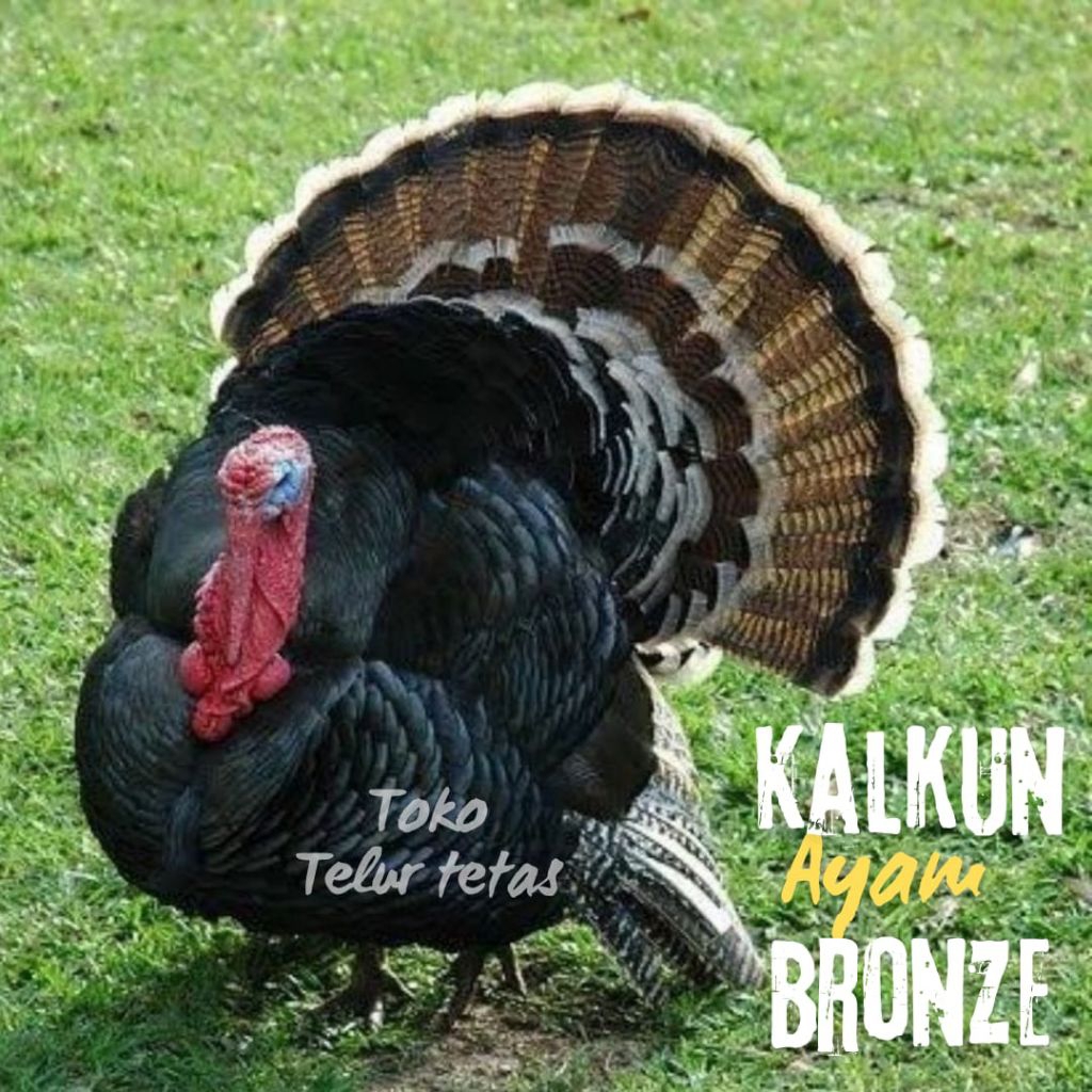 TELUR AYAM KALKUN JUMBO BRONZE