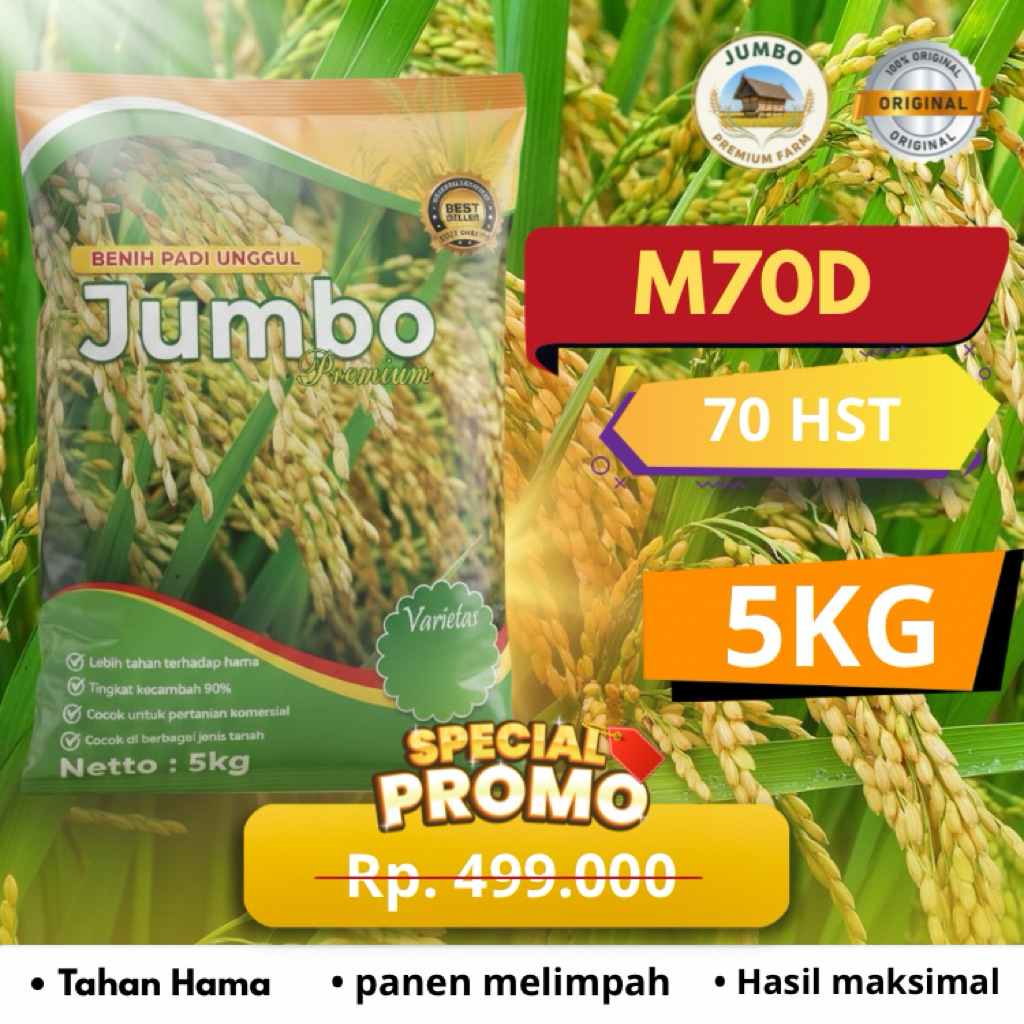 Benih padi M70D benih padi unggul original jumbo premium benih padi berkualitas