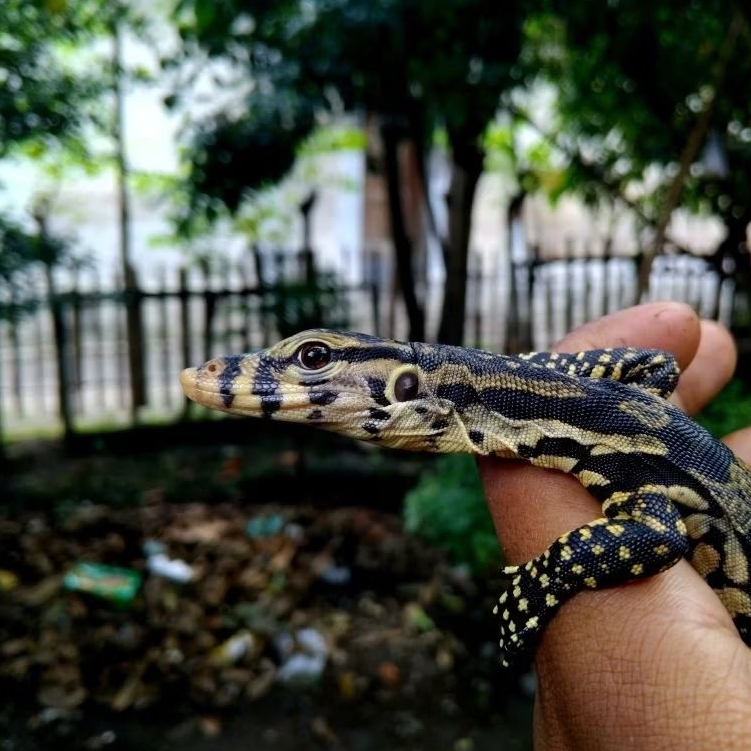 Mainan 3D Varanus Salvator Baby