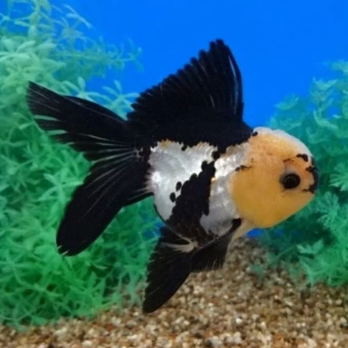 ikan koki oranda panda 8cm