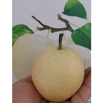 Buah pear Manis Century  buah Segar online Makassar