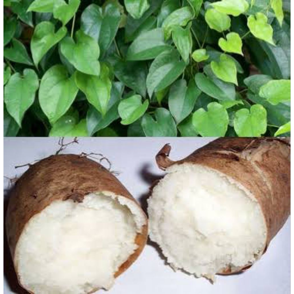 Bibit pohon gembili /mbili umbi rambat