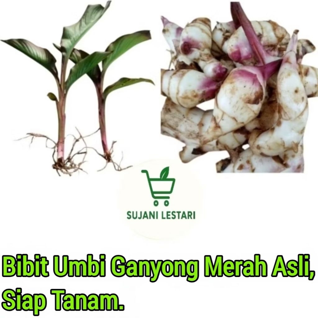 Bibit Tanaman Ganyong Merah,Siap Tanam - SUJANI LESTARI