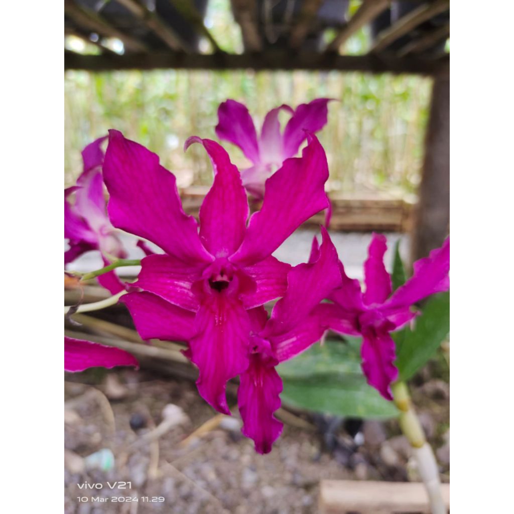 Dendrobium Nafisa Nasifa(spectabile x bigibum)