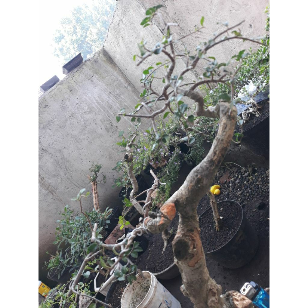 Bonsai Bahan Serut Bunjin