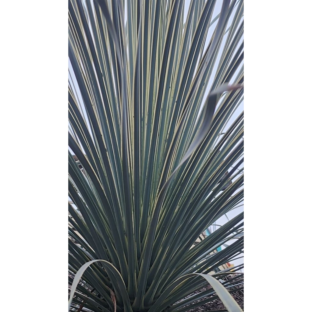 Yucca rostrata variegated
