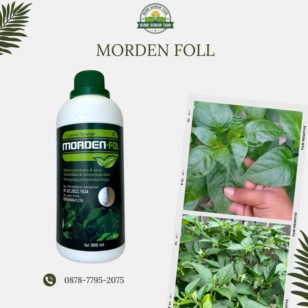 MORDEN FOLL NUTRISI DAUN