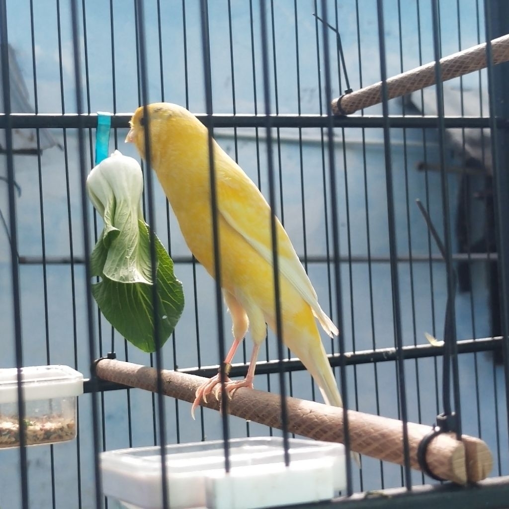 Kenari afs se f1ys gacor dor buat bahan gantangan poles dikit