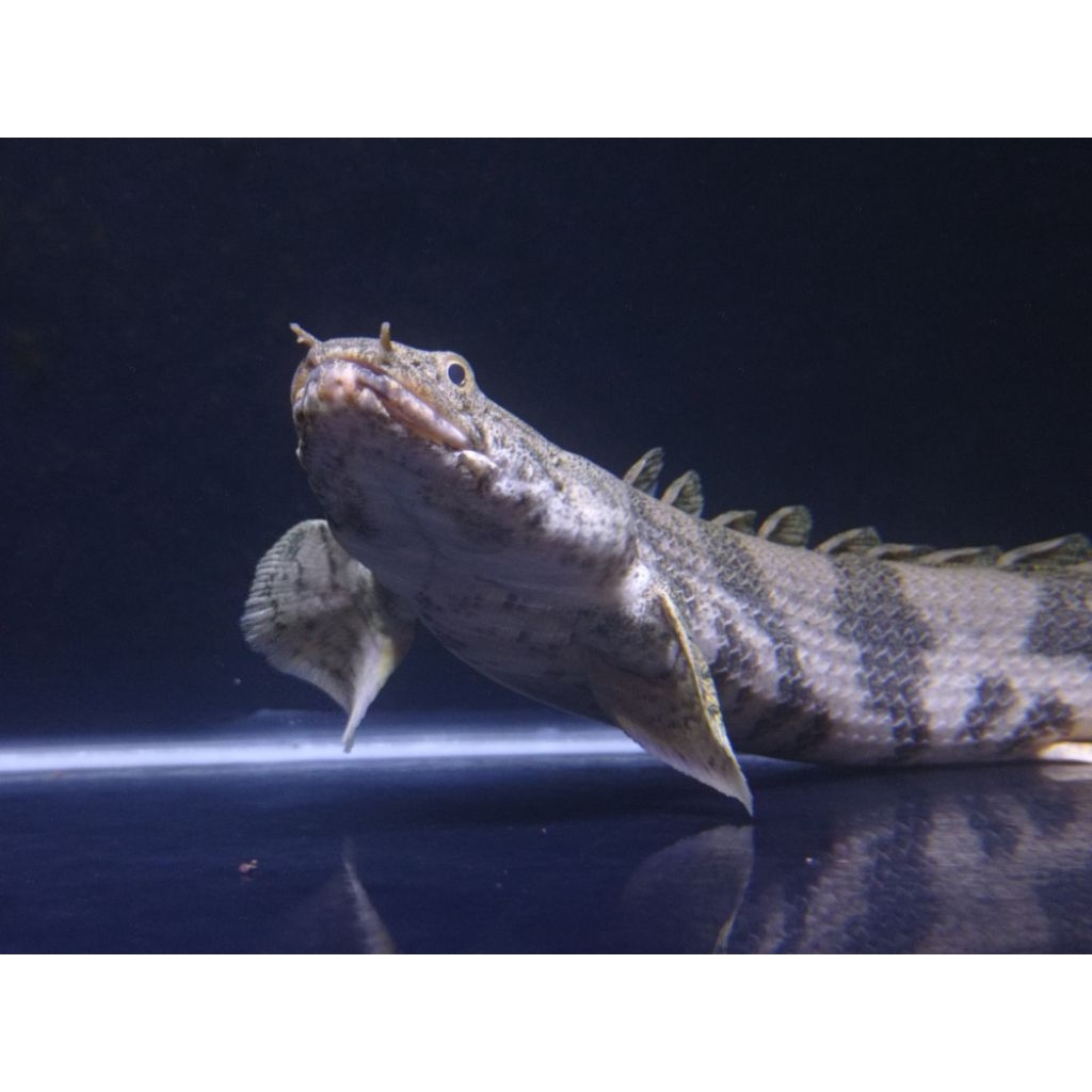 Kebutuhan palmas endlicheri size 18-20cm