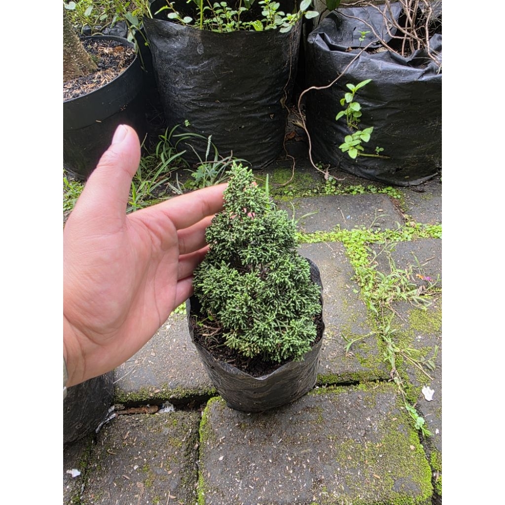 bahan bonsai cemara kishu pingpong