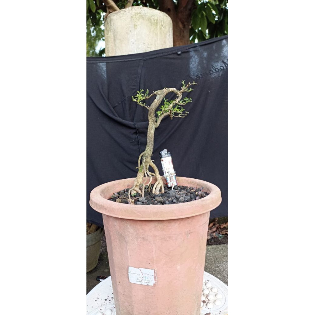 Bonsai jeruk kingkit/Bahan bonsai jeruk kingkit