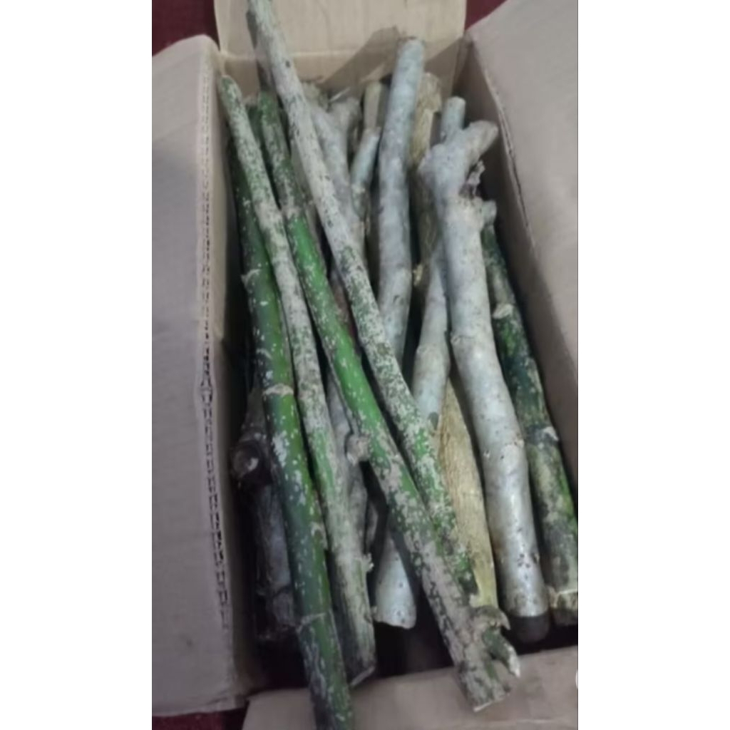 Stek Tanaman Obat Daun Afrika/Sambung Nyowo
