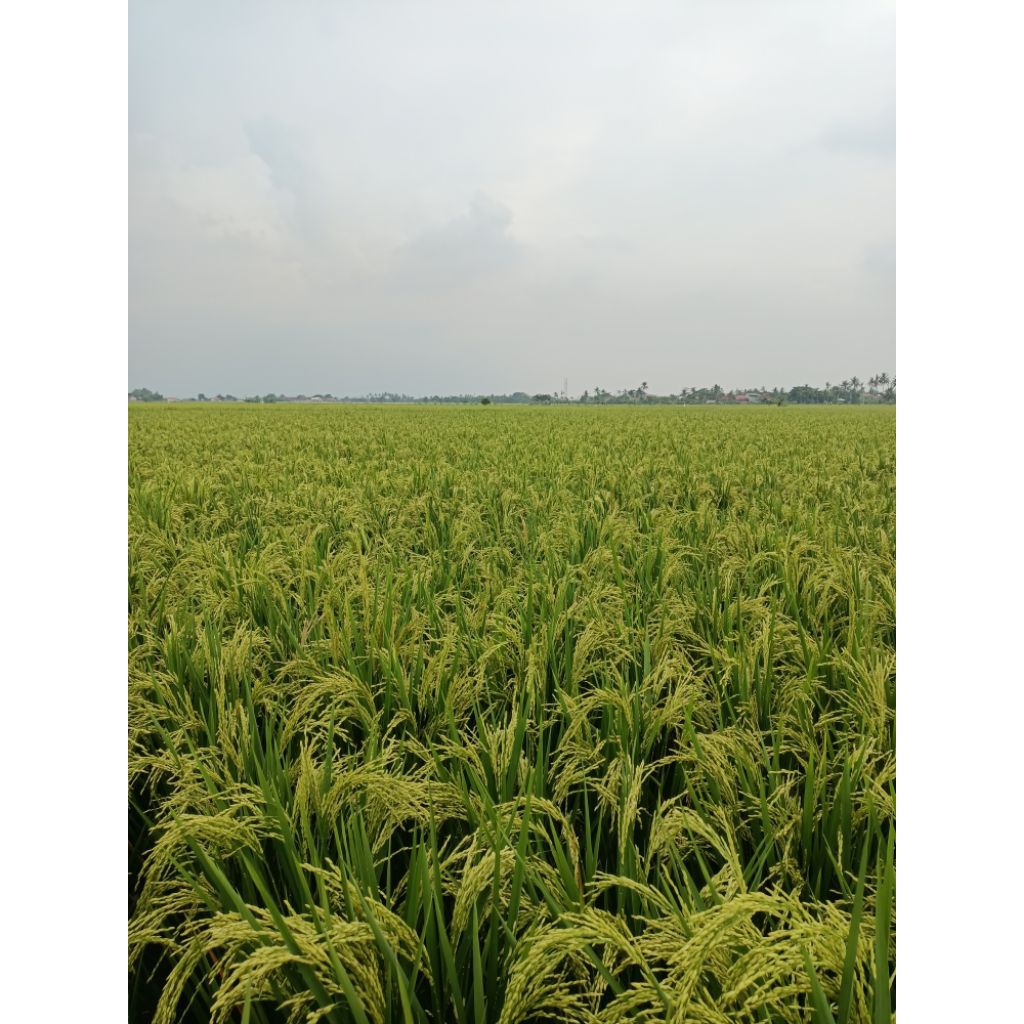 Benih padi Rojolele (2kg)