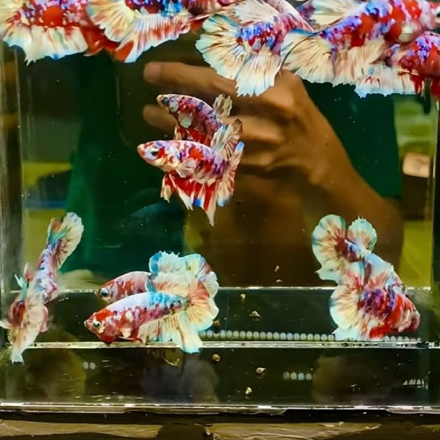 ikan cupang barong bahan