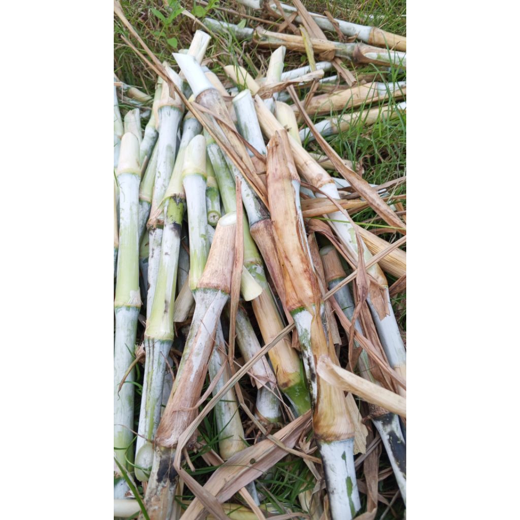 Bibit Rumput Gajah / Odot