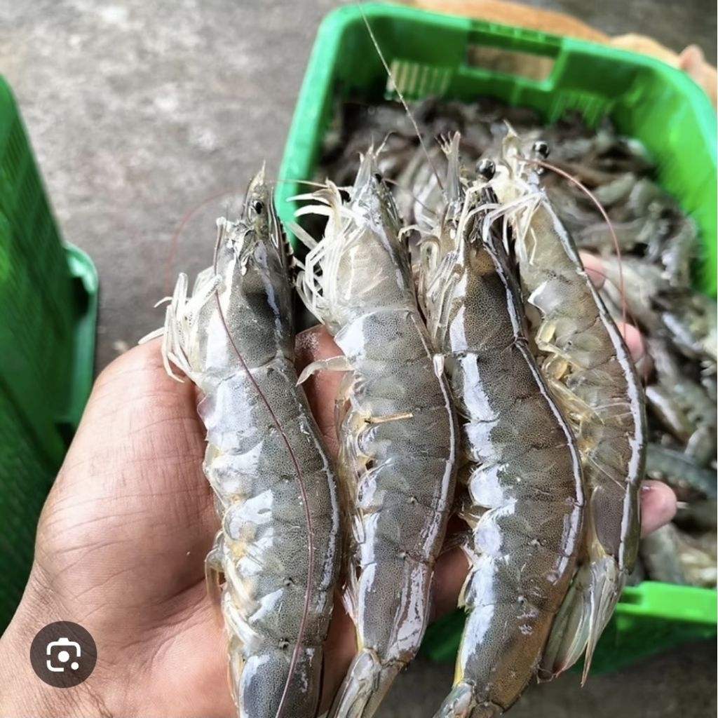 Udang Vaname size 30 1 Kg