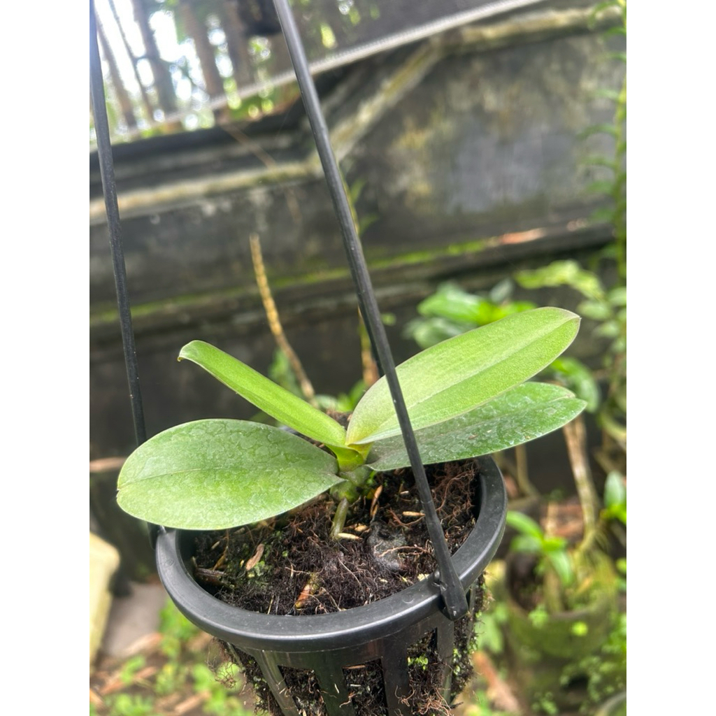 pasca bunga angrek bulan