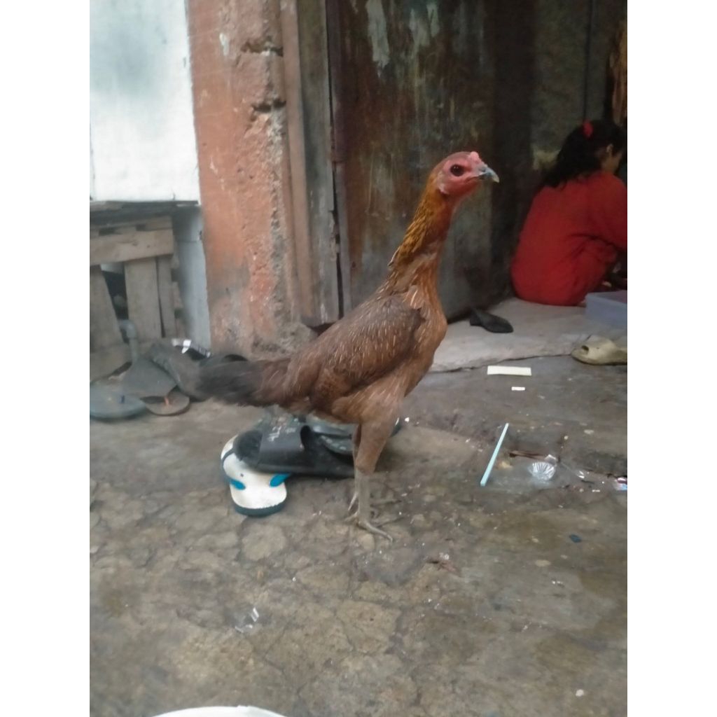 Babon Biang Pama Ninja BL Pakai Segel Sayab Trah import Pukul Ko Lawan Ditempat