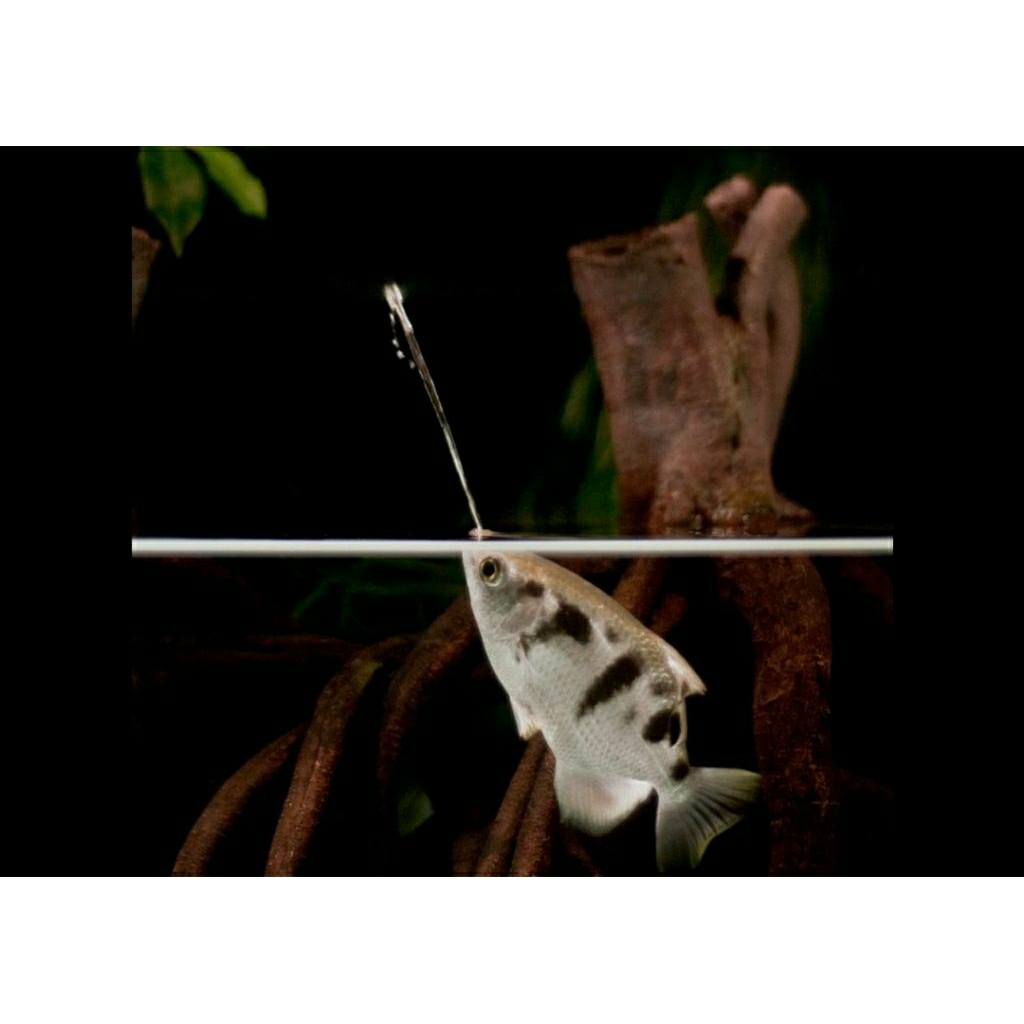Banded Archer fish / Ikan Sumpit/ Hiasan Aquarium / Pelengkap Aquarium