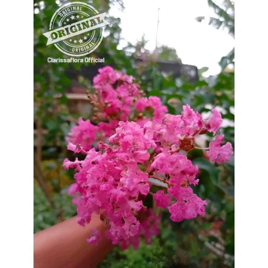 (bisa cod) promo pohon sakura mikro bahan bonsai - tanaman bonsai