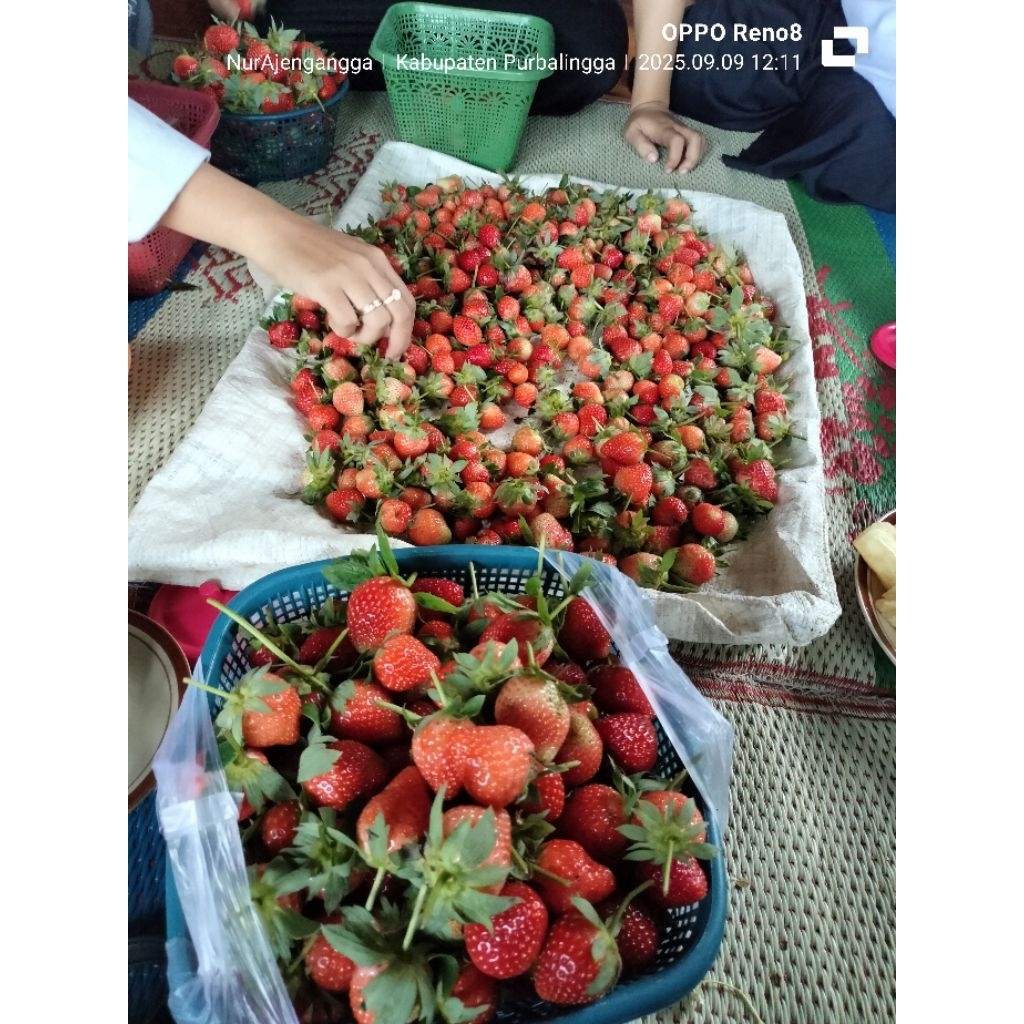 Strawberry Lokal Segar 1kg - Manis, Segar, dan Kaya Vitamin