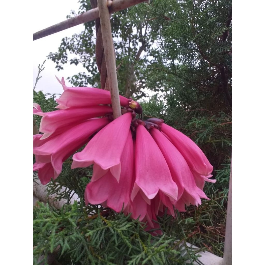 tanaman hias merambat tecomanthe dendrohila