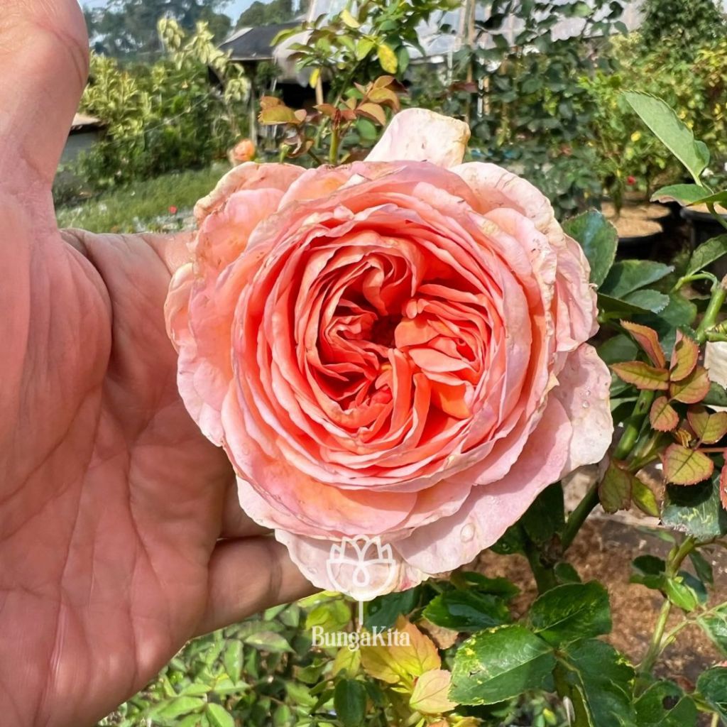 Bibit Bunga Mawar Import ABRAHAM DARBY - Merambat dan Wangi