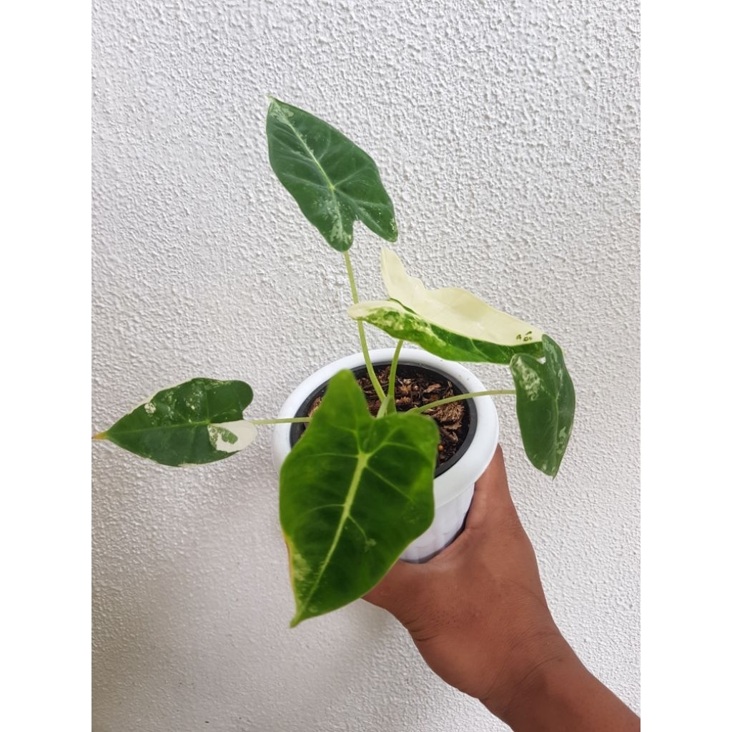 Alocasia Frydek variegata