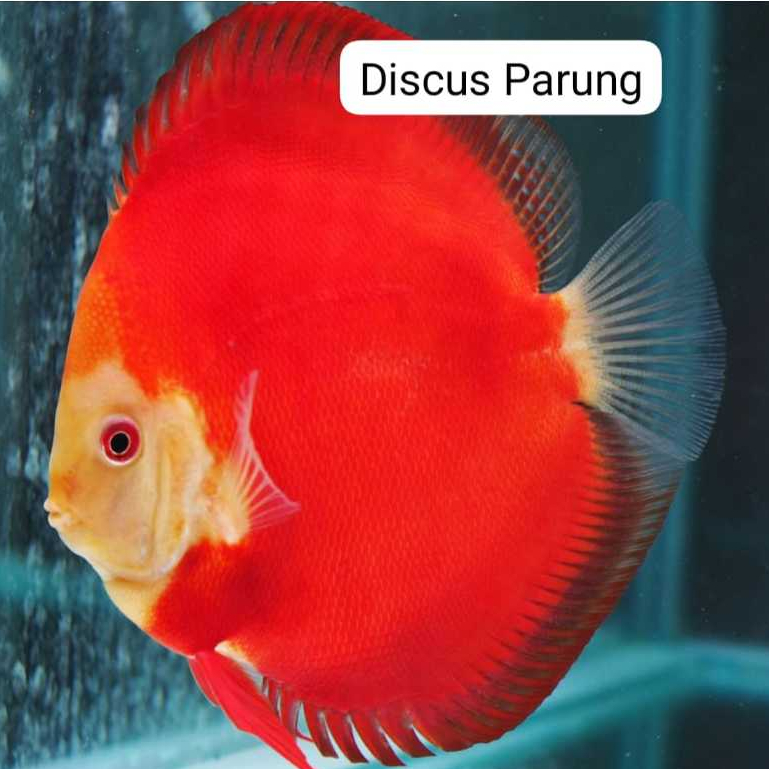 discus 1inch - red melon
