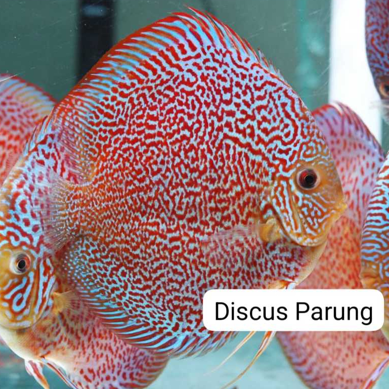 discus 1inch - Leopard sakura